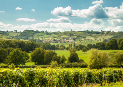 Domaine Masse – Grand vin de bourgogne - Viticulteurs depuis 1595