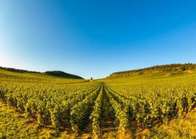 Domaine Masse – Grand vin de bourgogne - Viticulteurs depuis 1595