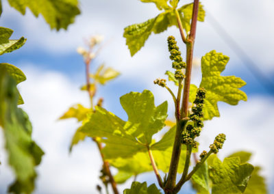 Domaine Masse – Grand vin de bourgogne - Viticulteurs depuis 1595