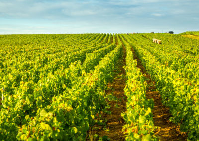 Domaine Masse – Grand vin de bourgogne - Viticulteurs depuis 1595