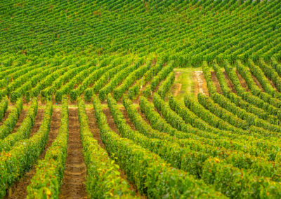 Domaine Masse – Grand vin de bourgogne - Viticulteurs depuis 1595